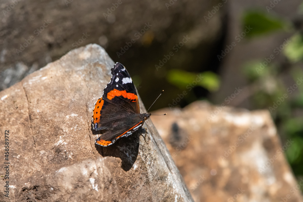 Nymphalidae / Atalanta / Red Admiral / Vanessa atalanta
Nymphalidae / Atalanta / Red Admiral / Vanessa atalanta