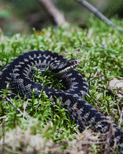 A viper on guard