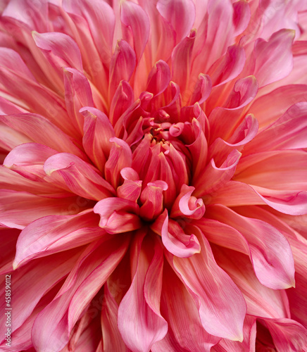large pink dahlia flower macro photo, floral background. High quality photo