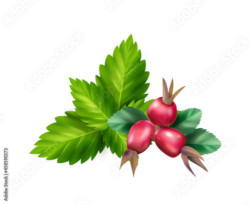 Herbal Tea Ingredients Illustration
