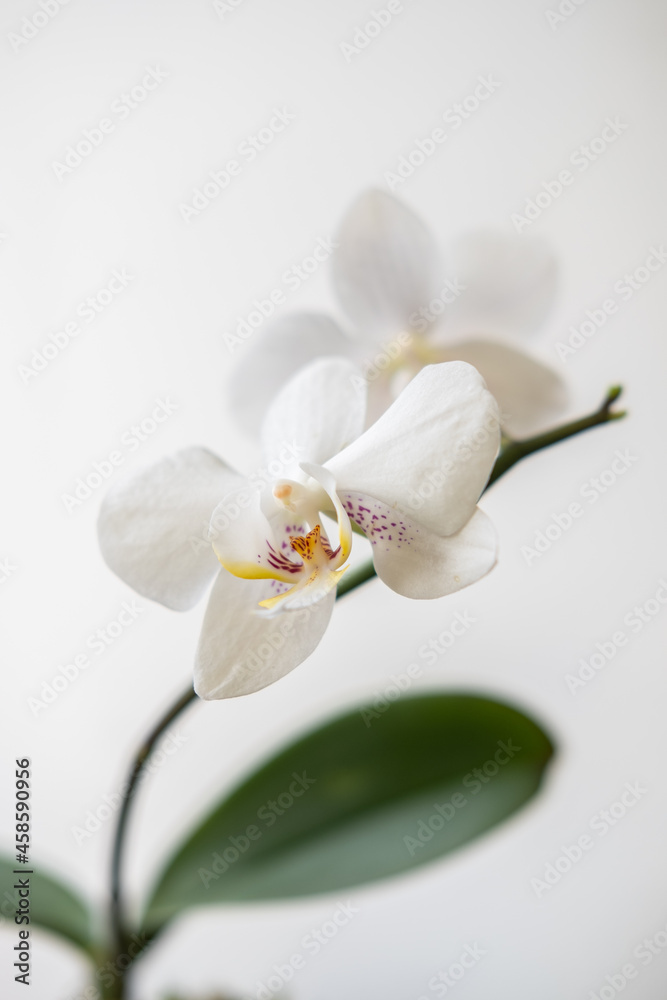 Obraz premium Closeup white orchid Phalaenopsis Adelaide on a white background. blur and selective focus. Vertical photo