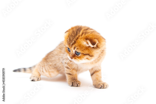 Funny ginger British shorthair kitten.