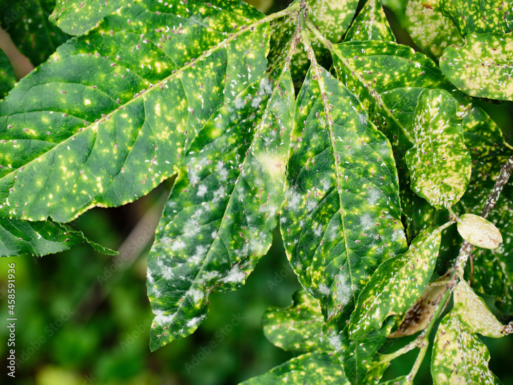 Defected leaves of euonymus on a branch against foliage Defected leaves of euonymus on a branch against foliage