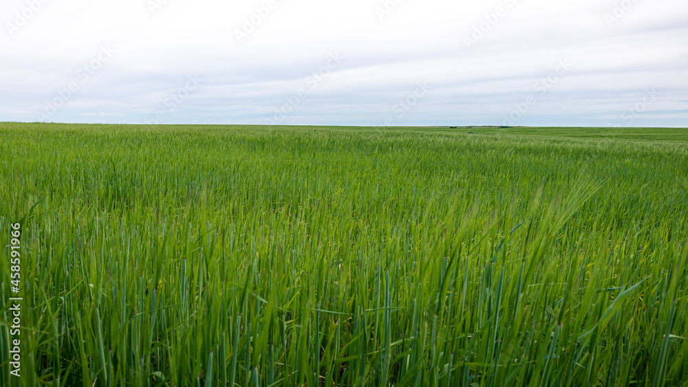 Beautiful Ripening crop of green wheat landscape at rural countryside Spain.