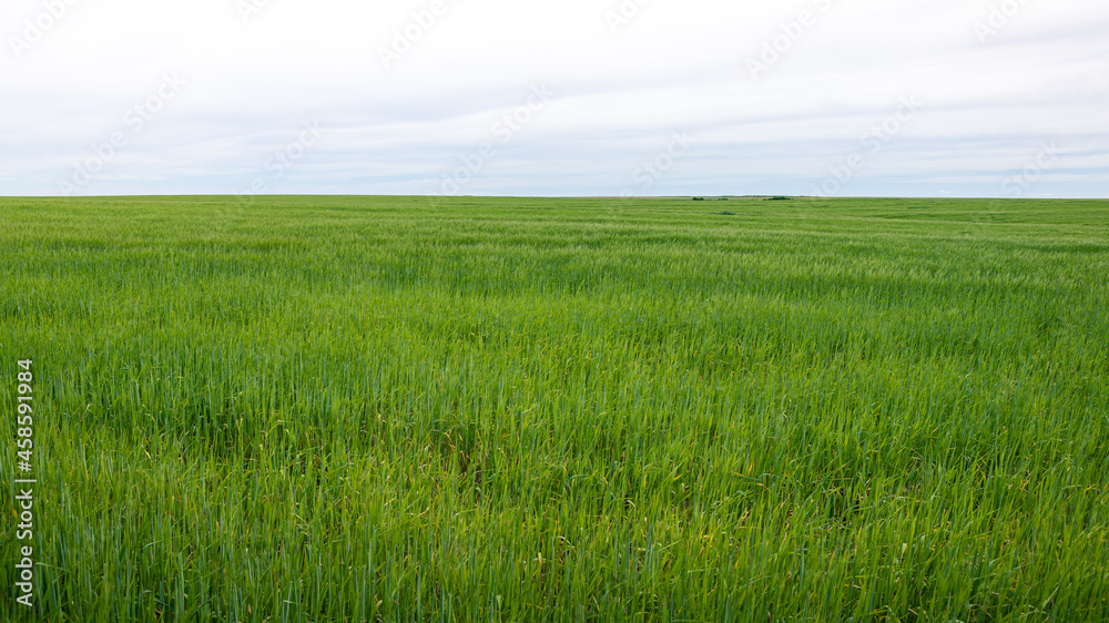 Beautiful Ripening crop of green wheat grass landscape at rural countryside. Beautiful Ripening crop of green wheat grass landscape at rural countryside.