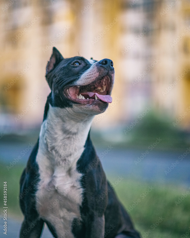 Portrait of a beautiful purebred Pit Bull Terrier praiter in the city park. Portrait of a beautiful purebred Pit Bull Terrier praiter in the city park.
