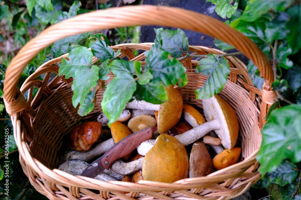 Close up of a wicker basket of Leccinum aurantiacum (red-capped scaber stalk) and pocket knife standing among green leaves in the forest Close up of a wicker basket of Leccinum aurantiacum (red-capped scaber stalk) and pocket knife standing among green leaves in the forest