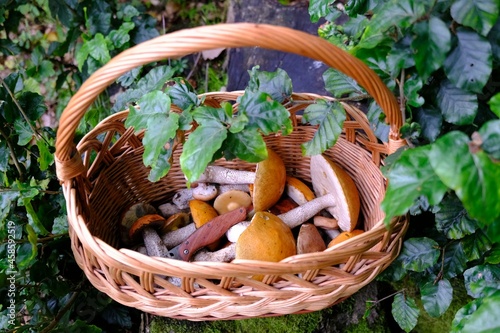 Close up of a wicker basket of Leccinum aurantiacum (red-capped scaber stalk) and pocket knife standing among green leaves in the forest