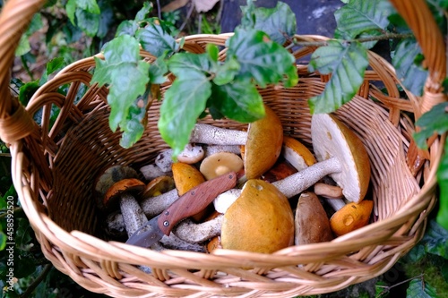 Close up of a wicker basket of Leccinum aurantiacum  red-capped scaber stalk  and pocket knife  standing among green leaves in the forest