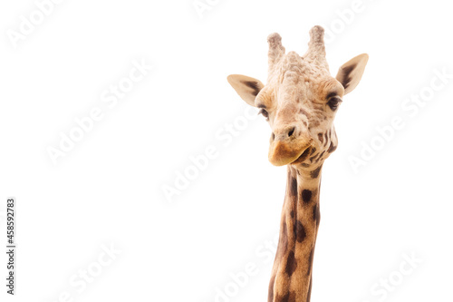 Giraffe head on white background © javidestock