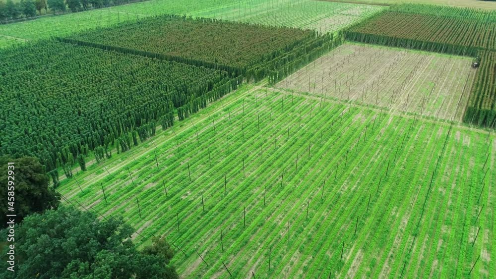 Hops field aerial view. Huge hops plantation during harvesting. Traditional beer production with ecological hop flowers. Flying over a plantation full of lush green hops plants. Hops field aerial view. Huge hops plantation during harvesting. Traditional beer production with ecological hop flowers. Flying over a plantation full of lush green hops plants.