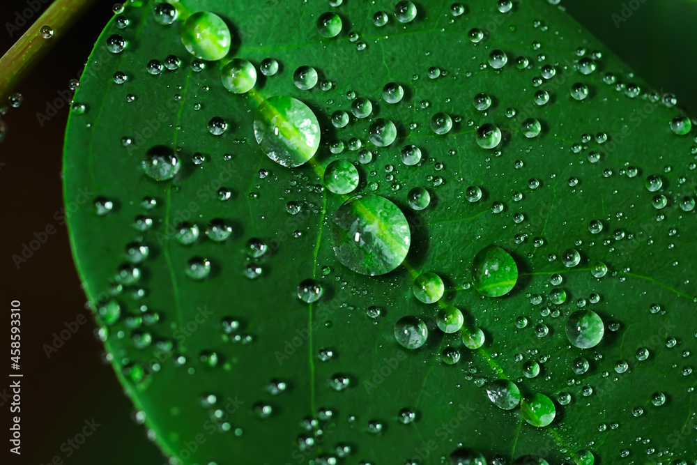 Raindrops, on gooseberry leaves Fresh succulent leaves of beautiful trees up close, Dew after rain.