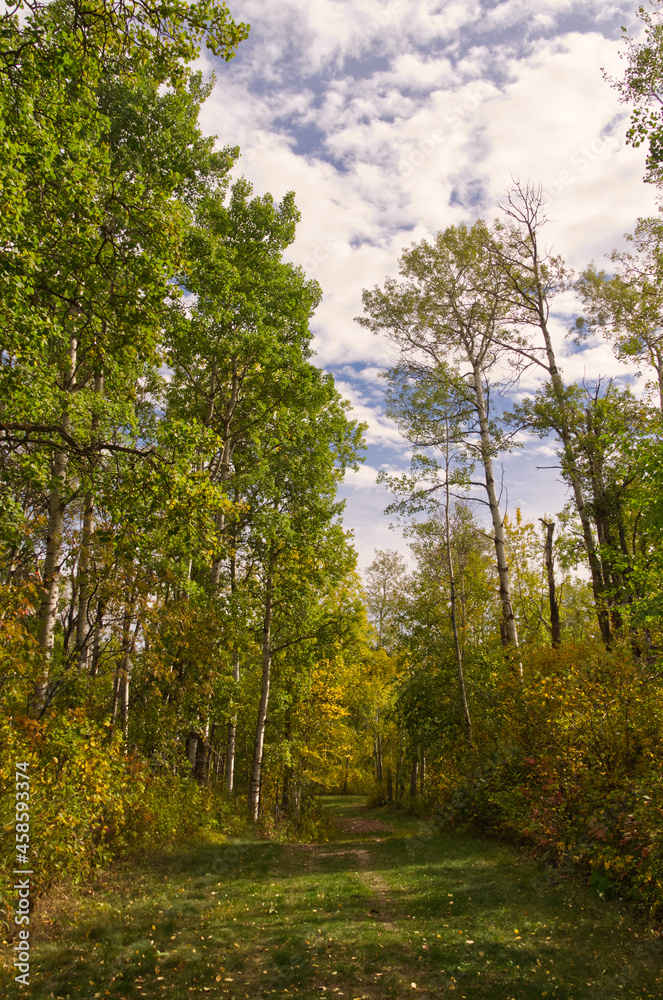 Autumn is Coming to a Forest near You! Autumn is Coming to a Forest near You!