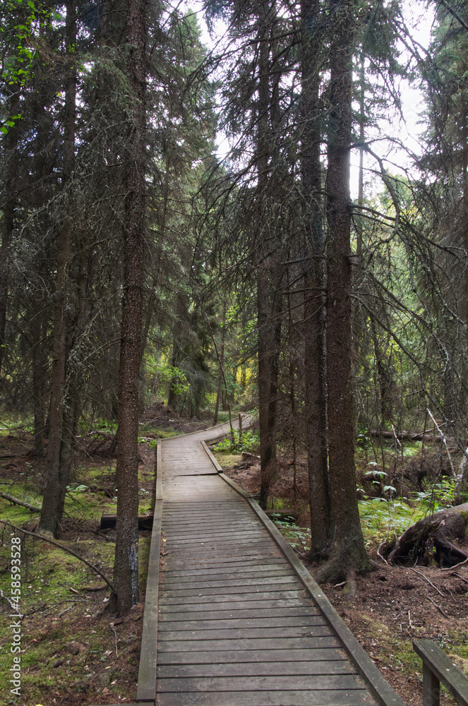 Gloomy Forest where Light Hardly Shines Through Gloomy Forest where Light Hardly Shines Through