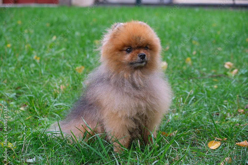 Cute Funny Pomeranian Dog teach and train it Commands. Little fluffy dog on a green background. soft focus