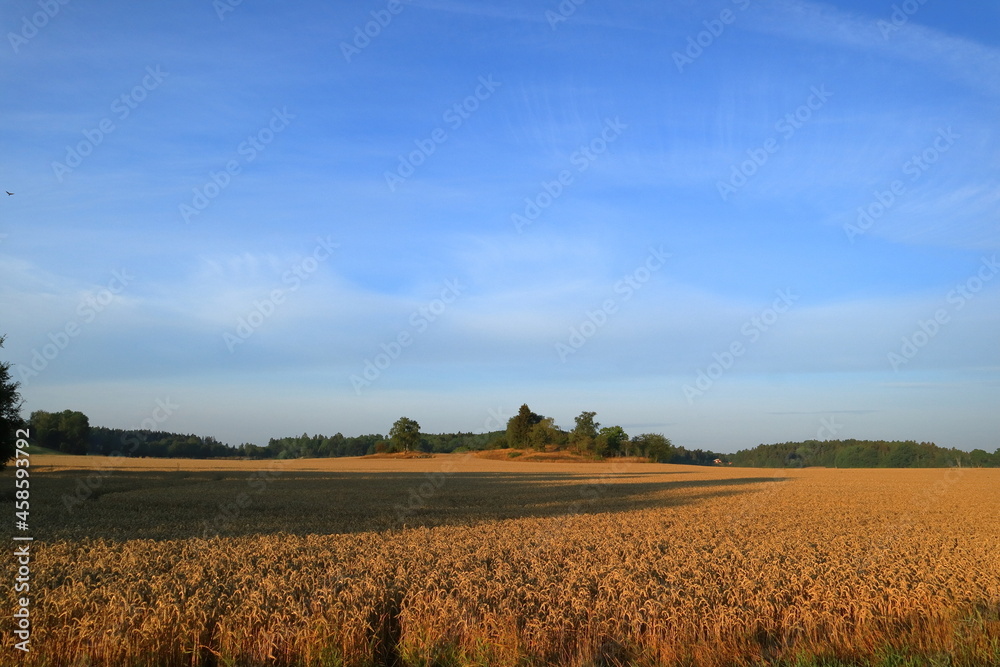 Vast view over a Swedish field with crops in August. Nice photo and landscape. Outside a sunny morning. Vallentuna, Stockholm, Sweden, Scandinavia, Europe.