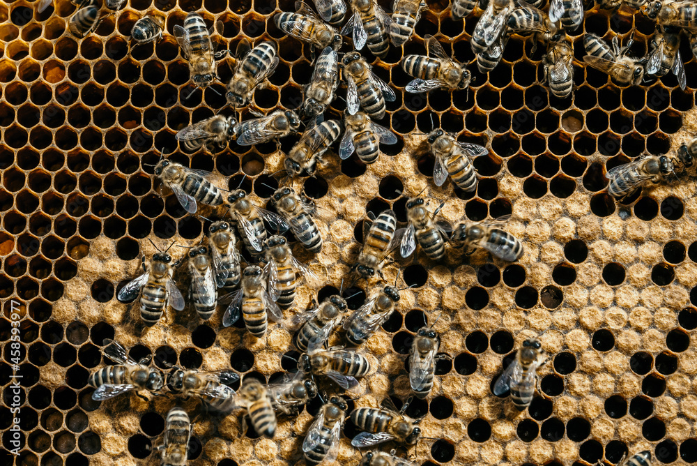 Bees convert nectar into honey. Close-up, macro view. Bee brood - eggs, larvae and pupae, grown by honey bees in set cells. Bees convert nectar into honey. Close-up, macro view. Bee brood - eggs, larvae and pupae, grown by honey bees in set cells.