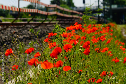 Photography Poppies colonise a new railway embankment in a construction site.
