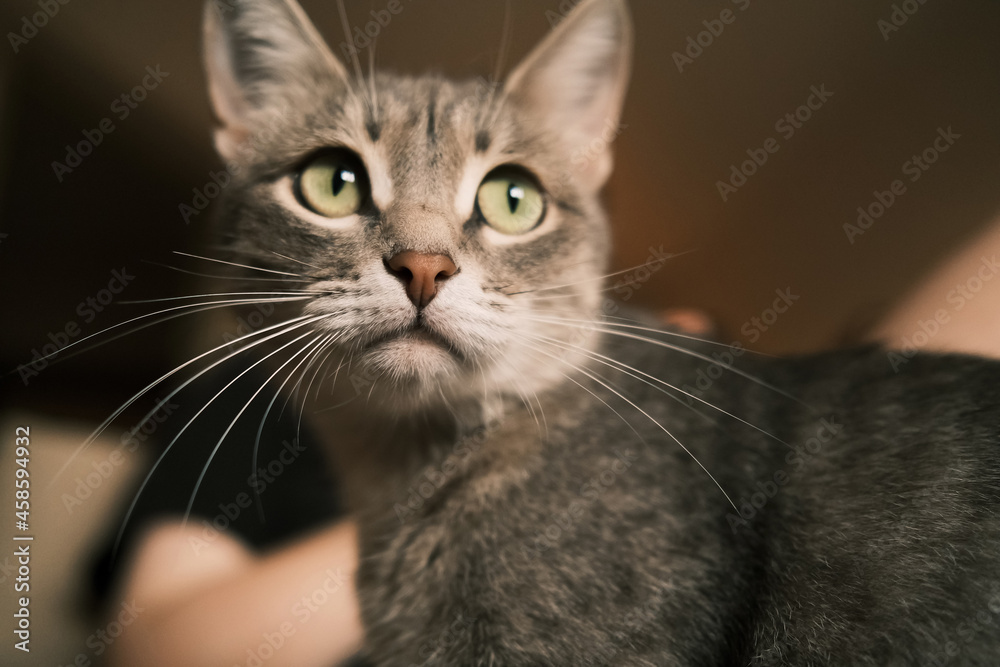 A domestic striped gray cat with yellow eyes sits on the couch.