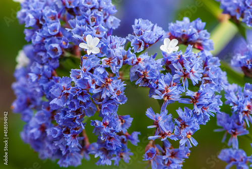 Close-up blue flowers of limonium arborescens, siempreviva photo