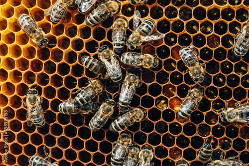 Bilde på lerret Bees convert nectar into honey