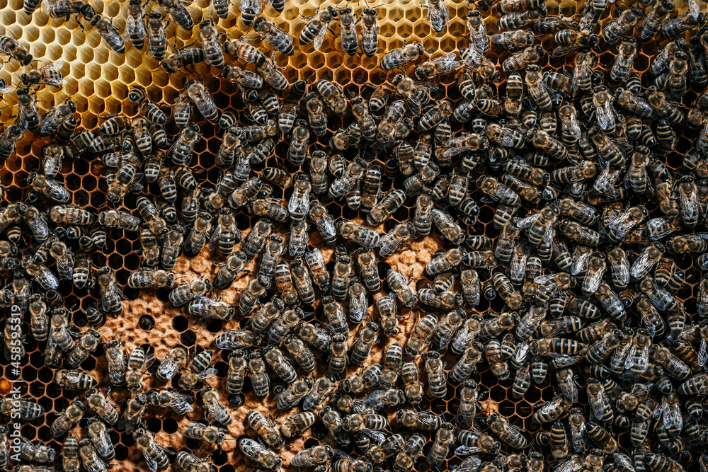Domestic bees of the Karnika breed crawl along the foundation with brood. Beekeeping concept, honey creation, apiary management. Domestic bees of the Karnika breed crawl along the foundation with brood. Beekeeping concept, honey creation, apiary management.