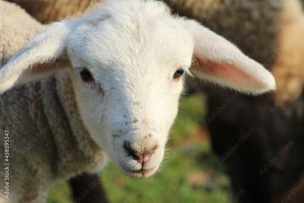 Obraz premium baby lamb with mother