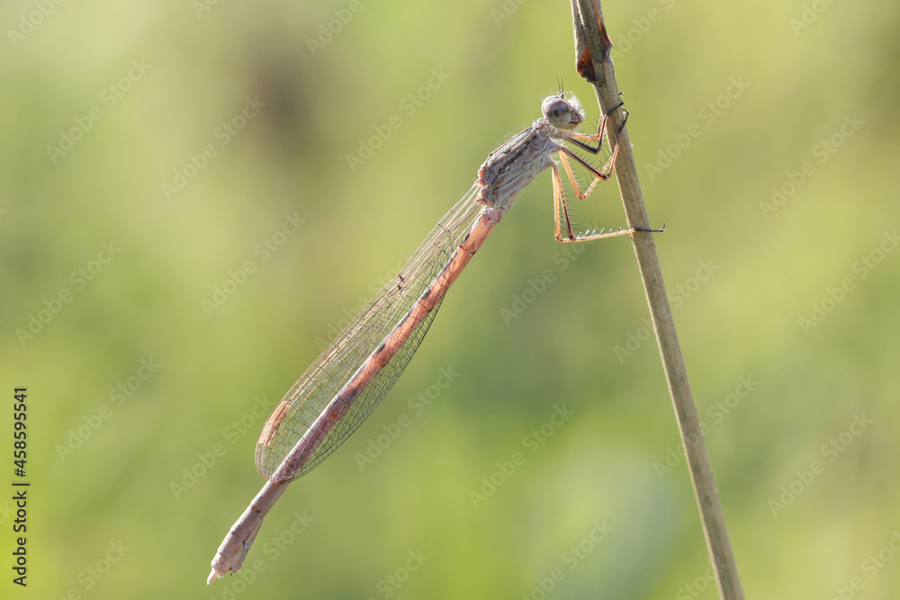 A dragonfly (Coenagrionidae) sits on a dry grass stalk. Transparent wings with a strict pattern are folded along the body. Dragonflies hunt insects and other invertebrates. A dragonfly (Coenagrionidae) sits on a dry grass stalk. Transparent wings with a strict pattern are folded along the body. Dragonflies hunt insects and other invertebrates.