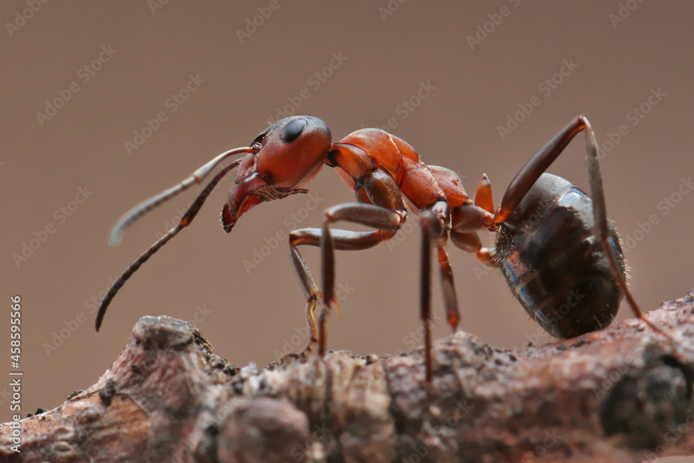 An ant sits on a small stump on dark background. In the background light, the An ant sits on a small stump on dark background. In the background light, the