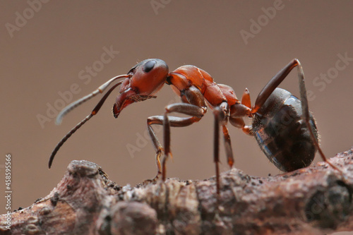 An ant sits on a small stump on dark background. In the background light, the 