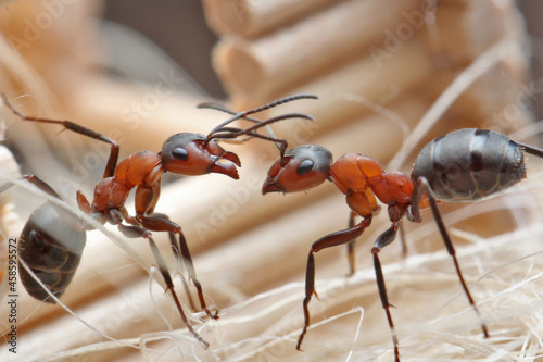 Two ants are located one against the other against the background of a log house of a wooden house. The ants seem to be talking to each other about the problems of construction.