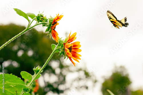 In flight to Sunflower