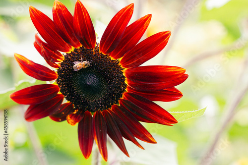 Bee on sunflower