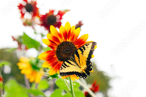 butterfly on sunflower