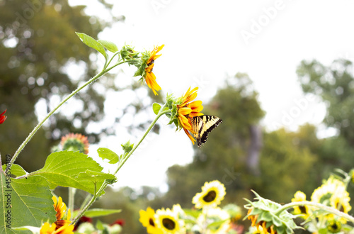 Pollinator of Sunflowers