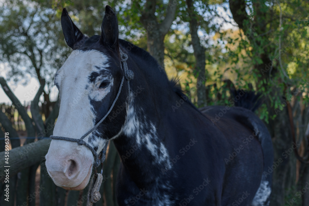 Fototapeta premium San Antonio de Areco