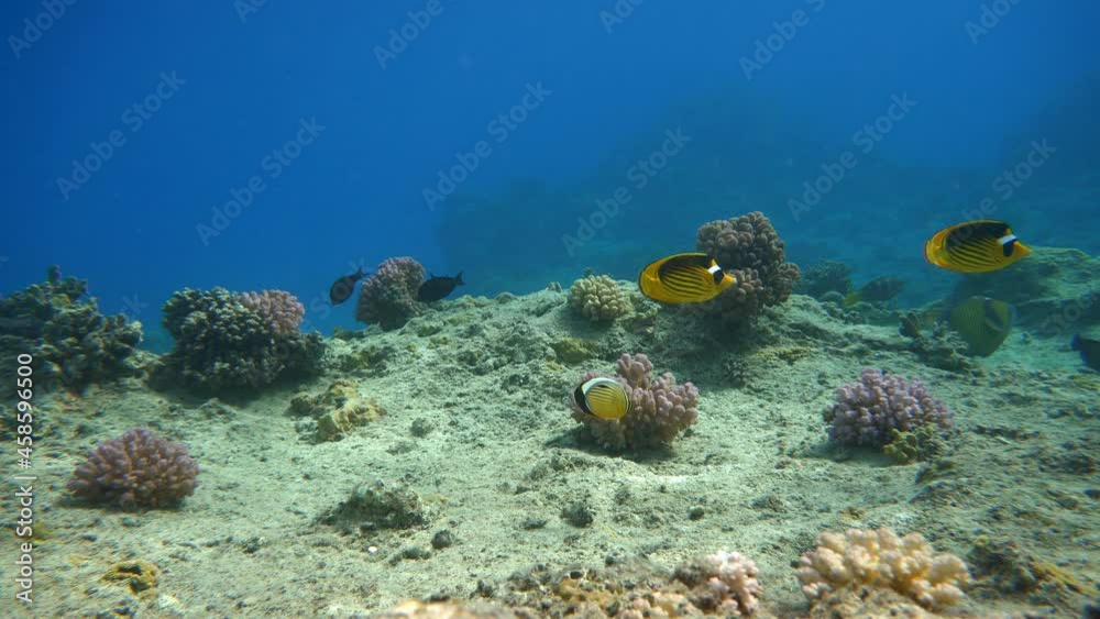 Coral reef, tropical fish. Warm ocean and clear water. Underwater world. Coral reef, tropical fish. Warm ocean and clear water. Underwater world.