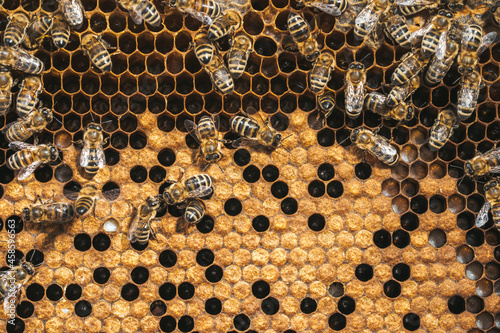 Bees convert nectar into honey. Close-up, macro view. Bee brood - eggs, larvae and pupae, grown by honey bees in set cells.