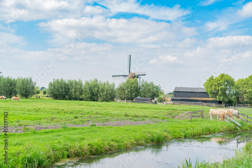 A few cattle, farm shed and windmill in rural landscape in Kinderdijk area. photo