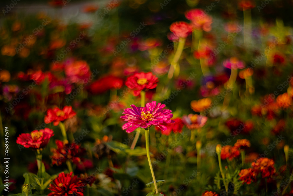 Garden with colorful zinnia flowers on a blurry background.