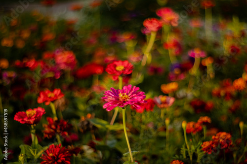 Garden with colorful zinnia flowers on a blurry background.