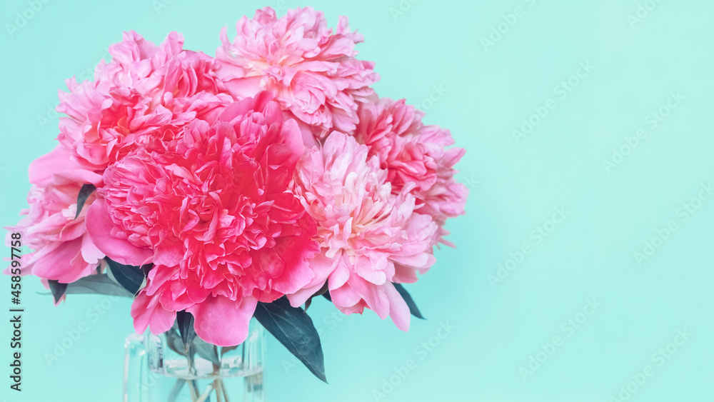 bouquet of pink peonies close-up. background with pink peony flowers. postcard with peonies close-up.