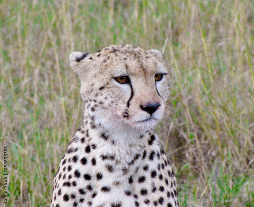 Cheetah in Masai Mara after hunting a Gazelle Cheetah in Masai Mara after hunting a Gazelle