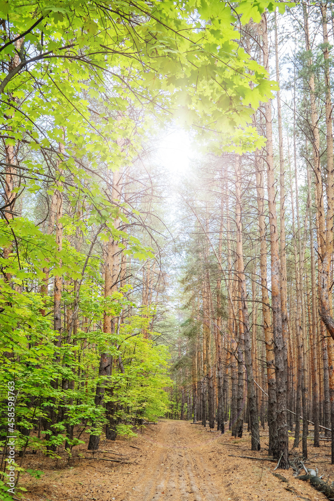 Path through the forest among pines and maples. Path through the forest among pines and maples.