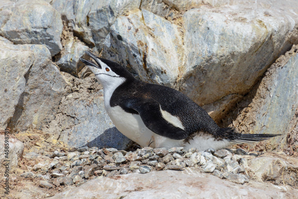 Naklejka premium Chinstrap penguin on the beach in Antarctica