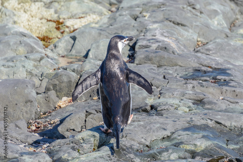 Chinstrap penguin on the beach in Antarctica