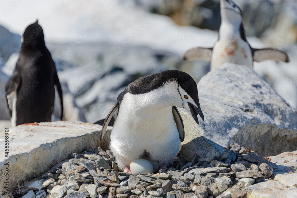 Naklejka premium Chinstrap penguin with egg on the beach in Antarctica