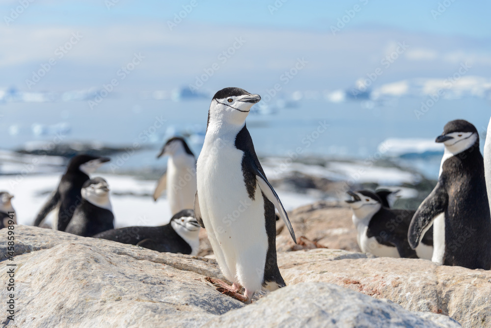 Naklejka premium Chinstrap penguin on the beach in Antarctica