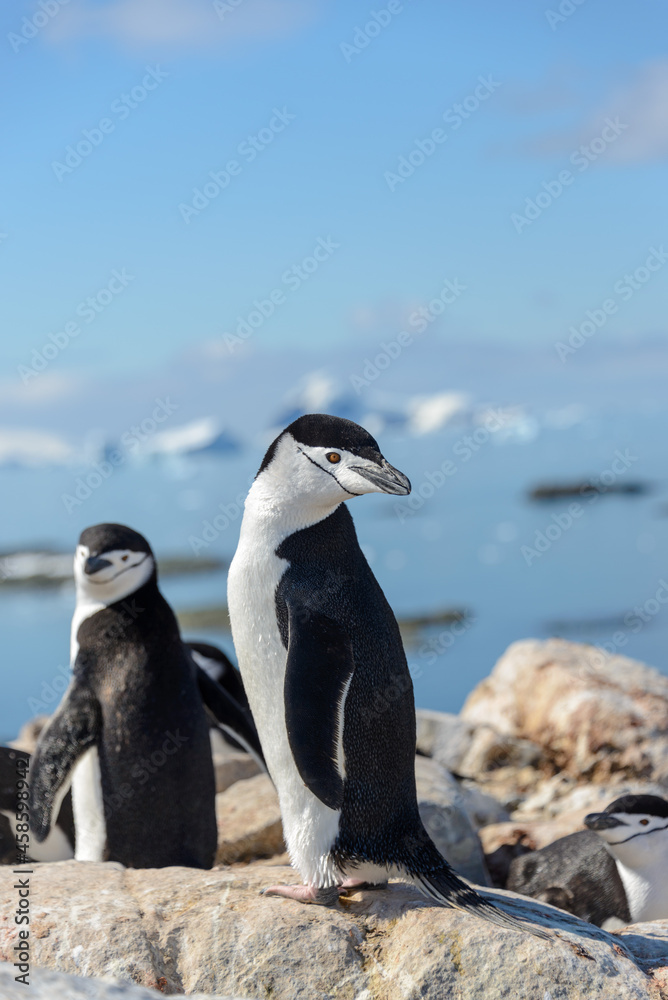 Naklejka premium Chinstrap penguin on the beach in Antarctica