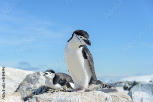 Chinstrap penguin on the beach in Antarctica © Alexey Seafarer